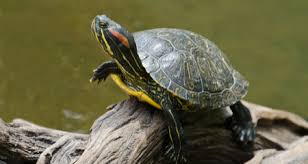 For terrestrial species such as box turtles, wood turtles, gopher tortoises and desert tortoises, make sure your garden has plenty of vegetation to give baby turtles adequate cover. Red Eared Slider Care Diet Habitat Characteristics Petcoach