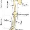These muscles provide posture and stability to the body by holding the vertebral column erect and adjusting the position of the body to maintain balance. 1