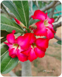 Image result for Ctenium somalense