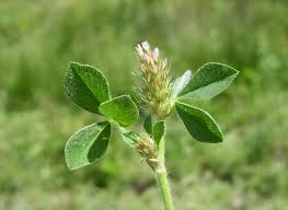 Image result for Trifolium
