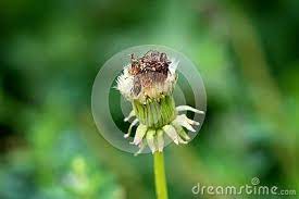 Closed Dandelion Flower With Small Black Bug Crawling On Top And Dark Green Leaves In Background Dandelion Flower Green Leaf Background Flowers
