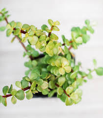 Image result for Portulacaria