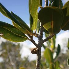 Image result for Erythrococca polyandra