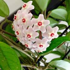 Hoya carnosa chelsea ( rooted cutting ). Hoya Carnosa Chelsea Hoya Chelsea In Gardentags Plant Encyclopedia