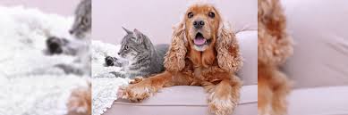 Where can i socialise an unvaccinated puppy? Pet Vaccinations Greencross Vets