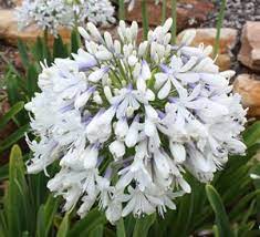 Queen Mum Agapanthus Agapanthus Perennials Plant Combinations