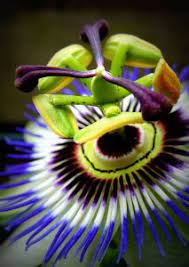 With so many different kinds of flowers in this world, you can't possibly know every single one of them! 10 Most Exotic Flowers Around The World Unwrapped Lifestyle Lovingly