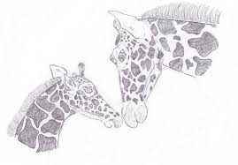 Check spelling or type a new query. Giraffe Mother And Child Drawing By Caitlin Wells