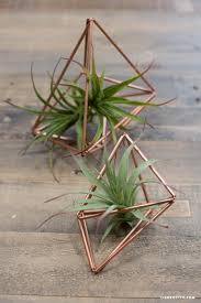 Unpack your terrarium and make sure to place your new air plant in a sunny spot once it arrives at your door! 18 Awesome Diy Air Plant Displays Hangers And Holders Gardenoholic