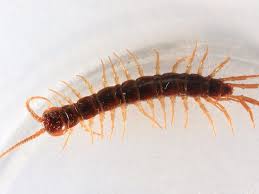 Here S Why You Should Never Kill A House Centipede