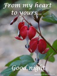 Red Bleeding Hearts My Gift Today From Hubby Mysmallgardenparadise Com Good Night Sweet Dreams Good Night Quotes Bleeding Heart Flower