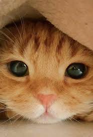 Awe Cute Little Baby Kitten Evcil Hayvanlar Sevimli Kedi Yavrulari Hayvanlar