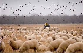 Australian Sheep Farming Farm Sheep Farm Australian Sheep