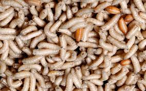 Schnappen sie sich ein kopfkissen und legen sie sich bei einem warmen kaminfeuer auf den teppich und genießen sie ihr spannendes buch. Maggots Deutsches Creepypasta Wiki Fandom