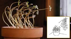 Biji bunga matahari bisa digunakan untuk menghasilkan minyak yang sangat bagus mutunya. Bagaimana Tanggapan Semangka Terhadap Cahaya Aksiografi Com Sekolah Alam