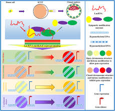 Thus, all animals born from the procedure are transgenic (100% ef.ciency). Frontiers Epigenetic Reprogramming During Somatic Cell Nuclear Transfer Recent Progress And Future Directions Genetics