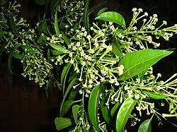 Image result for Cestrum nocturnum