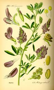 Image result for Medicago sativa