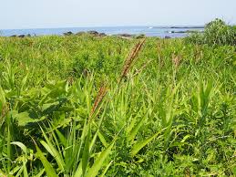 Image result for Phacelurus gabonensis