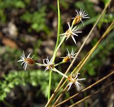 Image result for Fimbristylis dichotoma