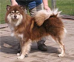 Finnish Lapphund Pretty Dogs Finnish Lapphund Dogs