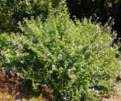 Image result for Dyschoriste transvaalensis