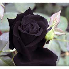 They don't like wisconsin winters, even when boxed up and buried in ground, and in the spring only a few inches at the bottom are alive. Black Rose Plant All Season Nurseryvilla Com