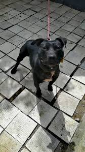 ONLINE PEDIGREES :: [680431] :: LPK GALLO 1XW MACIAS.