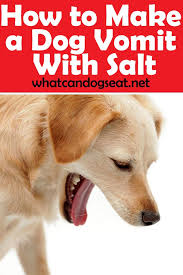 How To Make A Dog Vomit With Salt Dog Throwing Up Dogs Dog Health Care