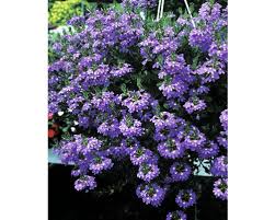 Image result for foto Vějířovka