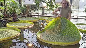 Bei der bestimmung dieser bestenliste wird die entfernung der restaurants und sehenswürdigkeiten zum betreffenden standort gegen die bewertungen unserer mitglieder zu diesen restaurants und sehenswürdigkeiten aufgerechnet. Botanischer Garten Der Uni Kiel Zeigt Grun Aus Aller Welt Ndr De Ratgeber Reise Kieler Forde