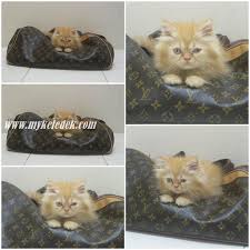 Kadang tu sampai ralit melayan mereka. Gambar Anak Kucing Comel Kucing Dennis Zill