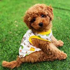 ~ our red standard poodles ~. Get To Know And Fall In Love With The Poised Standard Poodle K9 Web