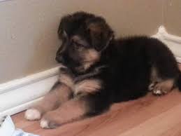 At kappel german shepherd kennels in texas we import german shepherd puppies directly from germany. Akc German Shepherd Puppies For Sale In Corpus Christi Texas Classified Americanlisted Com
