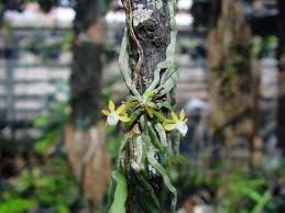 Image result for Taeniophyllum