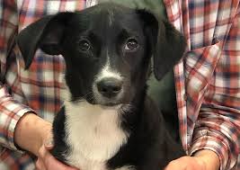 Low cost pet vaccine / microchip clinic for city of chicago residents thursday, july 23, 2020 all dates are tentative based on availability of medical staff and current situations. Animal House Of Chicago Chicago Veterinarians