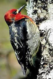 Preserving snags and other nesting sites is essential to protect these birds and help their population growth. Island Wild Sipping Along With The Red Breasted Sapsucker Campbell River Mirror