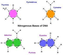 Additionally, differences in nitrogenous base content of dna molecules and codon four different types of nitrogenous bases are found in dna: 19 3 Deoxyribonucleic Acid Dna Biology Libretexts