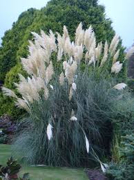 Pin On Gardens