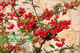 Image result for Pyracantha coccinea red column