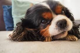 Look up quick results on zapmeta. Are Cavalier King Charles Spaniels Hyper Breed Facts Aspca Pet Health Insurance