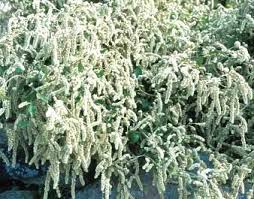 Image result for Aerva