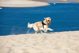 Image result for Cynomys gunnisoni obrázek