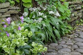 Image result for Allium ursinum
