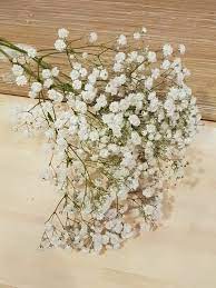 花語 花種花語 乾燥花與永生花的差別 無尾熊愛的尤加利葉 乾燥花和永生花的製成方式 百花問路
