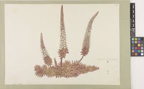 Image result for Sedum ruwenzoriense