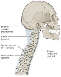 Two bony spines known as cornua extend superiorly toward the sacrum on the posterior side and are connected to the sacral cornua by. 7 4 The Vertebral Column Anatomy Physiology