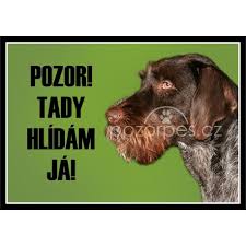 Image result for český fousek stavba těla