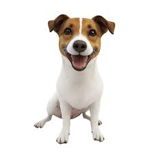 Joi PNG Transparent Images Free Download