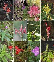 Image result for Acanthaceae